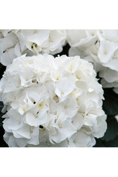 Hydrangea macrophylla Wudu